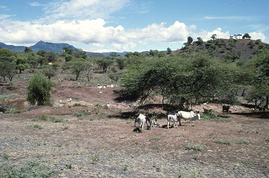 Global Soil Partnership
